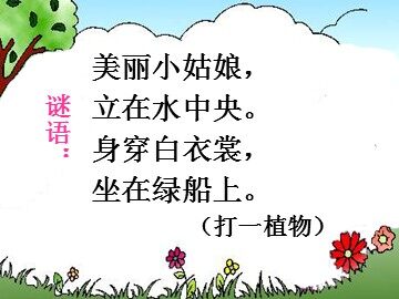 3 荷花