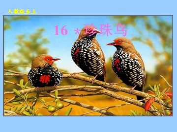 16* 珍珠鸟