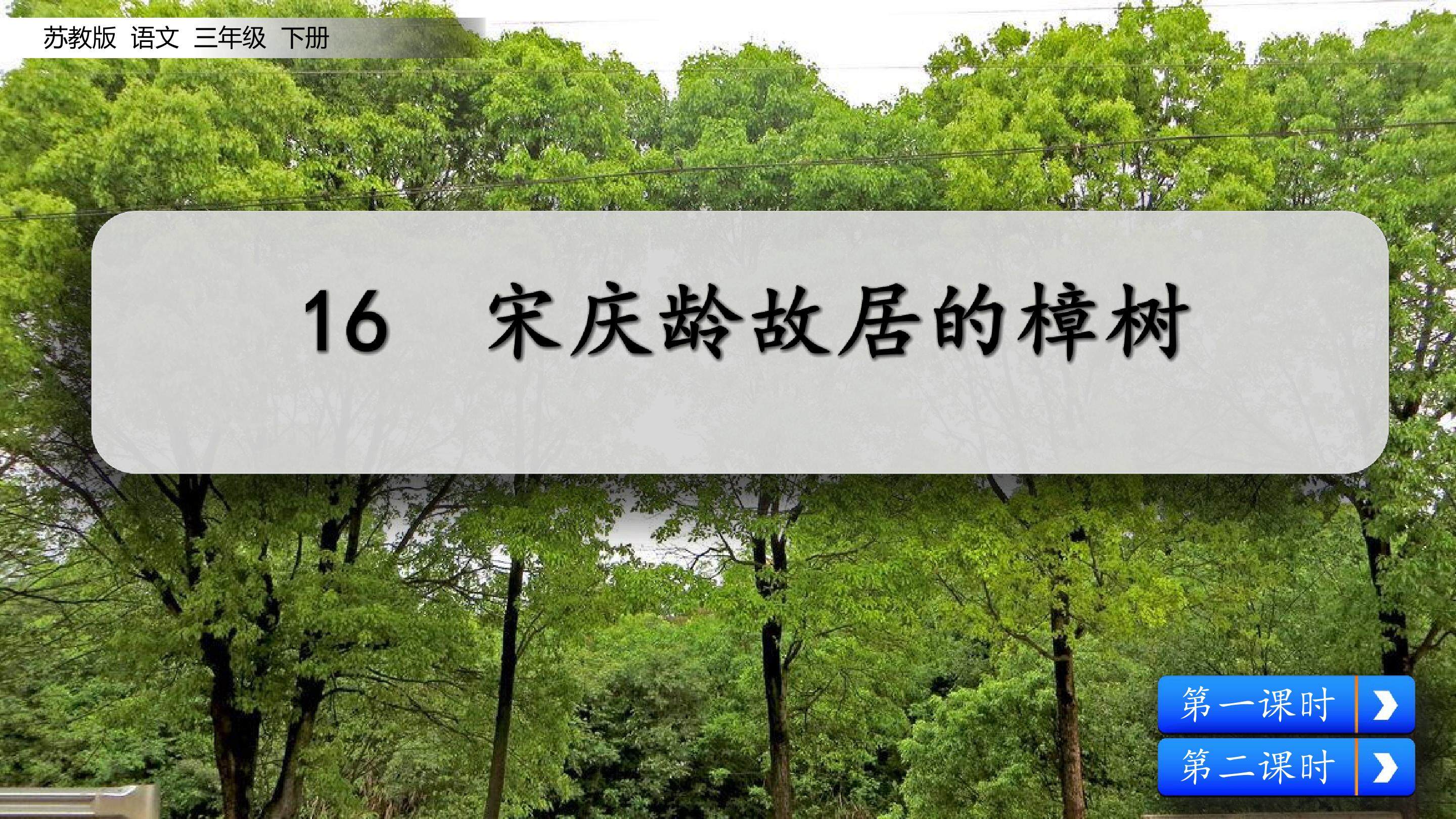 宋庆龄故居的樟树