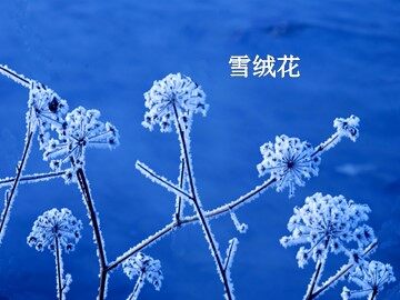 雪绒花_课件1