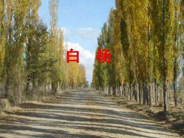 白杨_课件8
