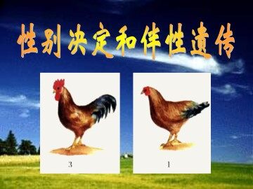 性别决定和伴性遗传_课件1