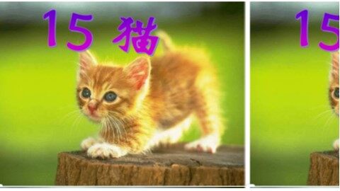 15 猫