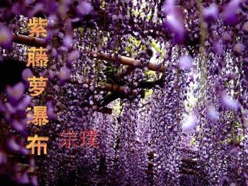 紫藤萝瀑布_课件7