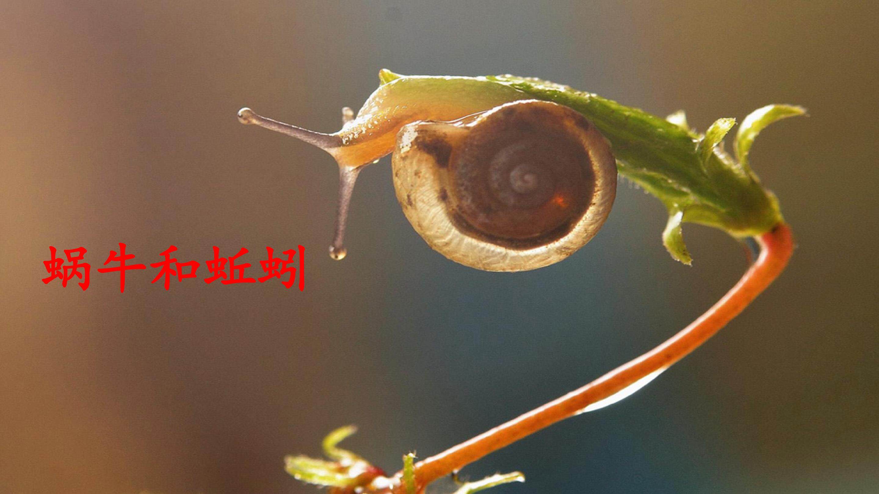 蜗牛和蚯蚓