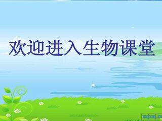 鱼类