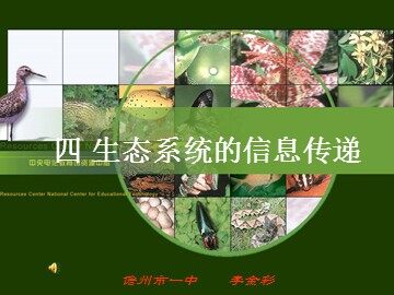 生物高中必修3第五章第四节课件6