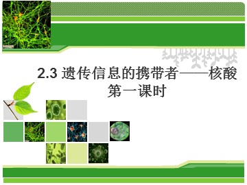 第3节  遗传信息的携带者——核酸