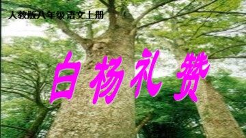 14  白杨礼赞