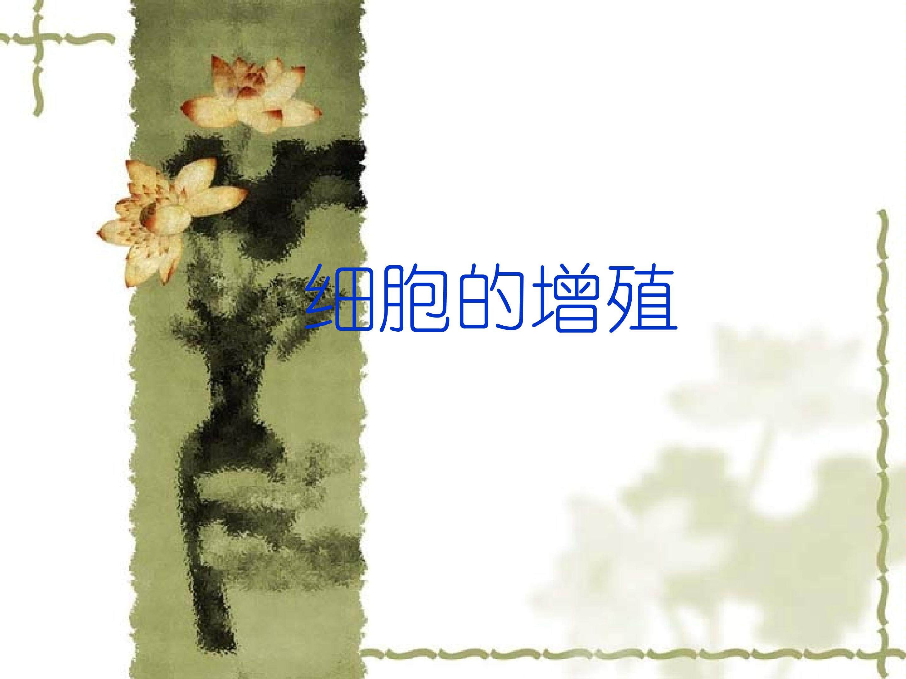细胞增殖