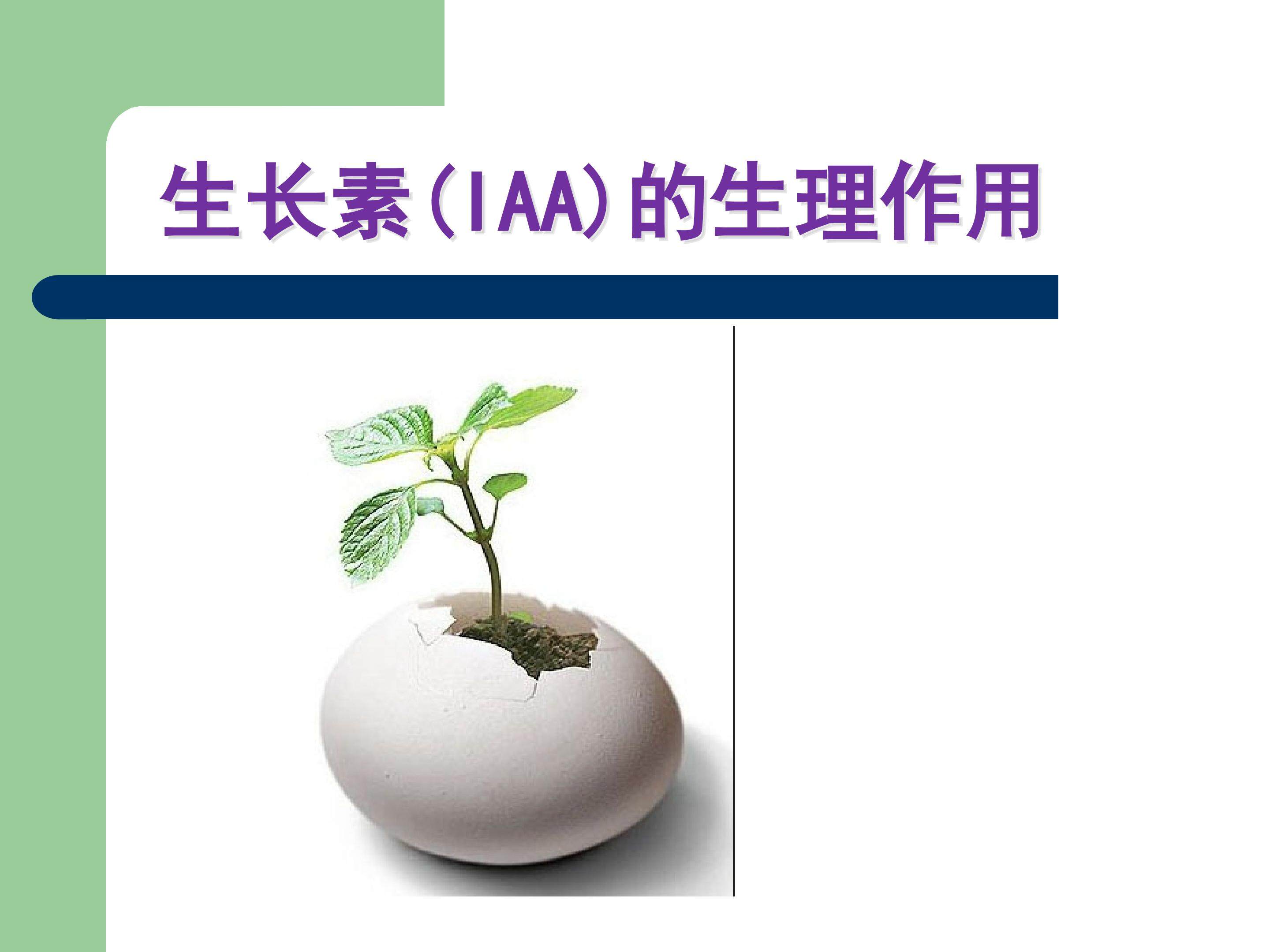 生长素的生理作用