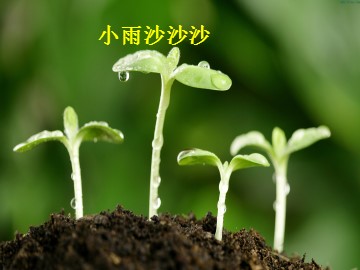 小雨沙沙沙_课件1