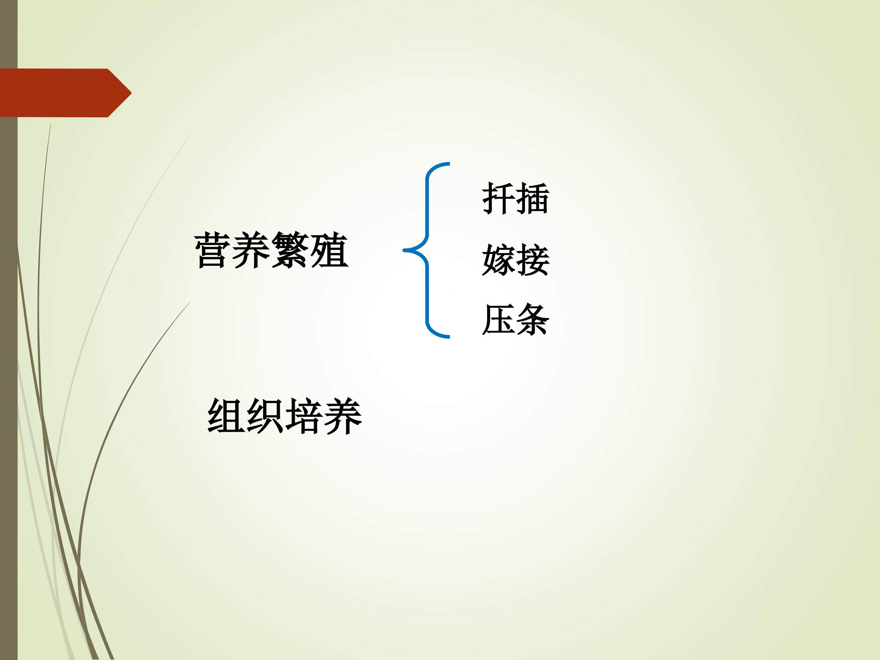 菊花的组织培养_课件1
