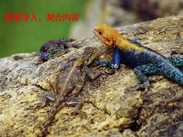 7 变色龙 