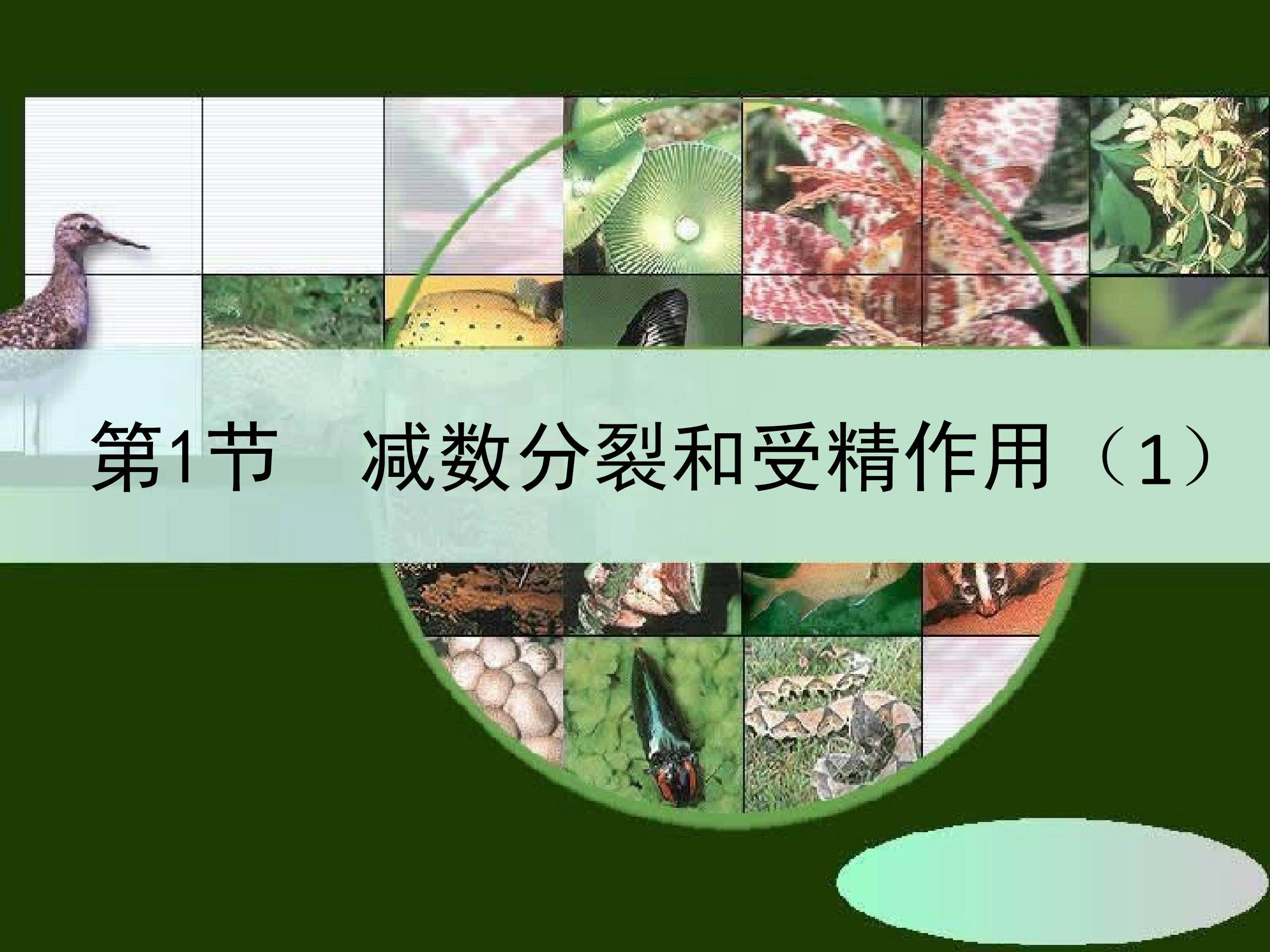 减数分裂
