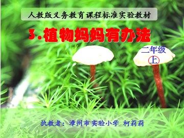 植物妈妈有办法PPT-11（柯莉莉）兼容版1