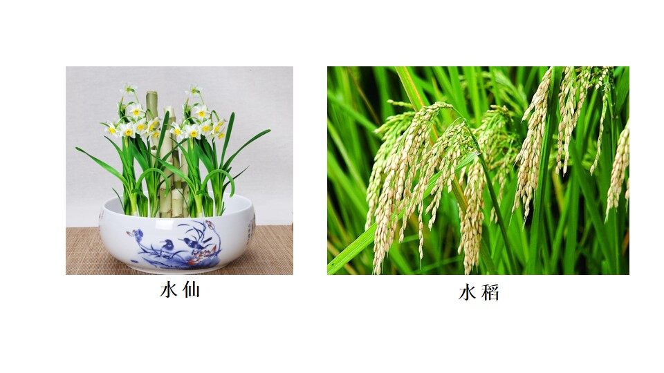探究影响光合速率的因素（课件）