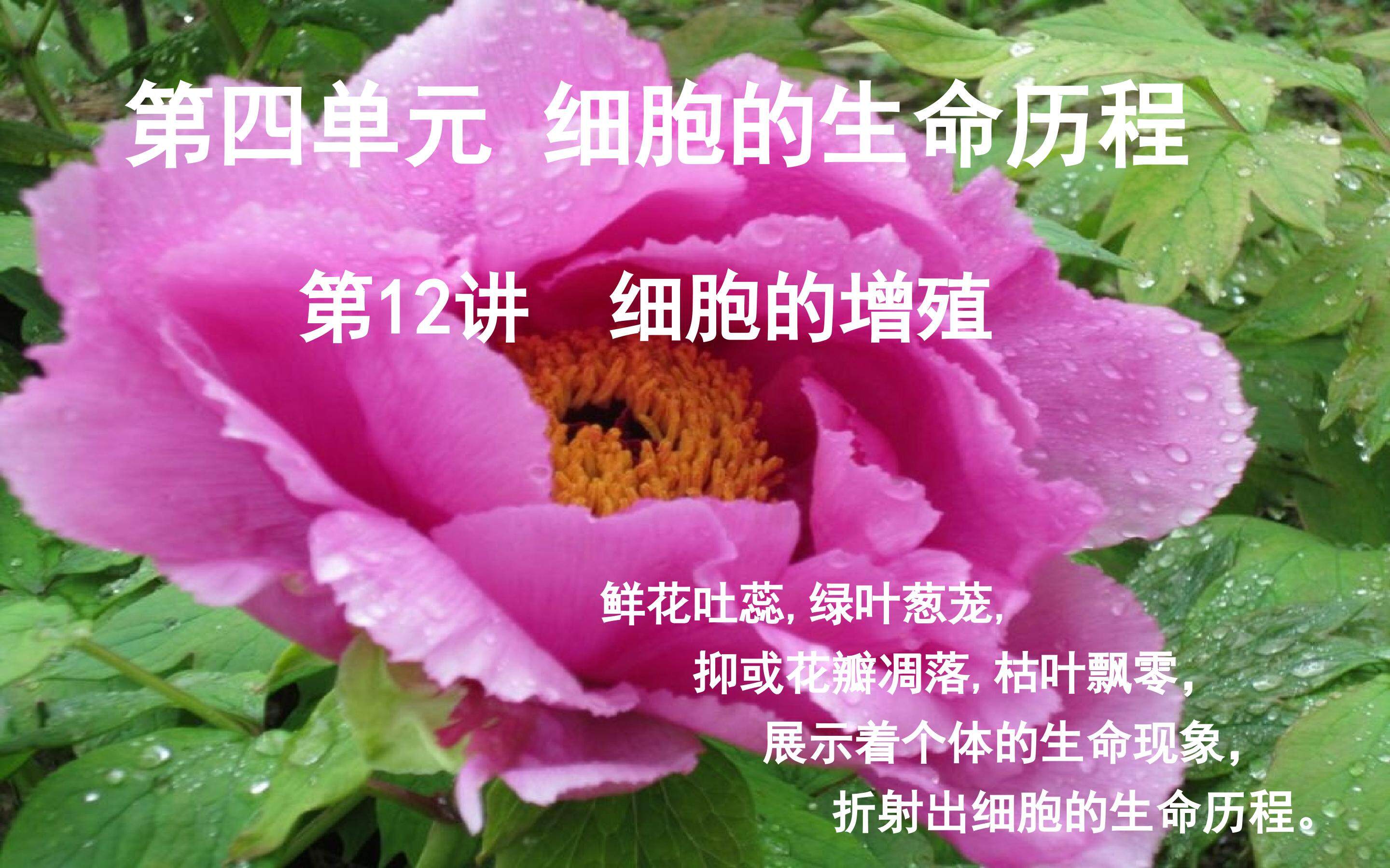 细胞的增殖