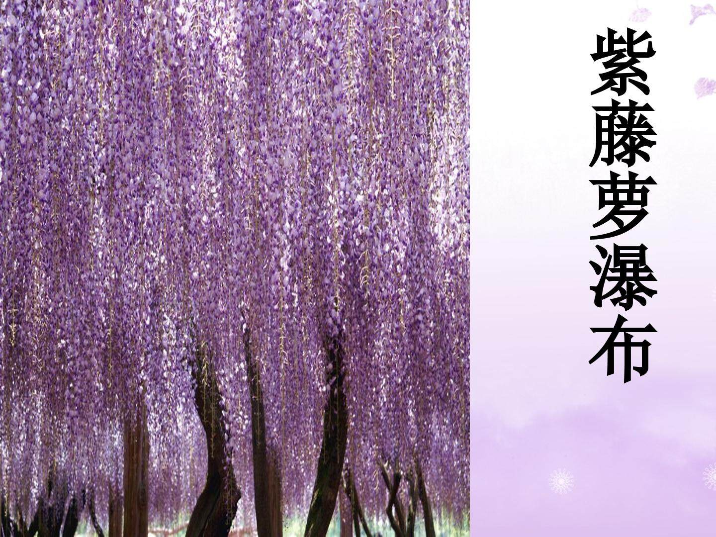 《紫藤萝瀑布》