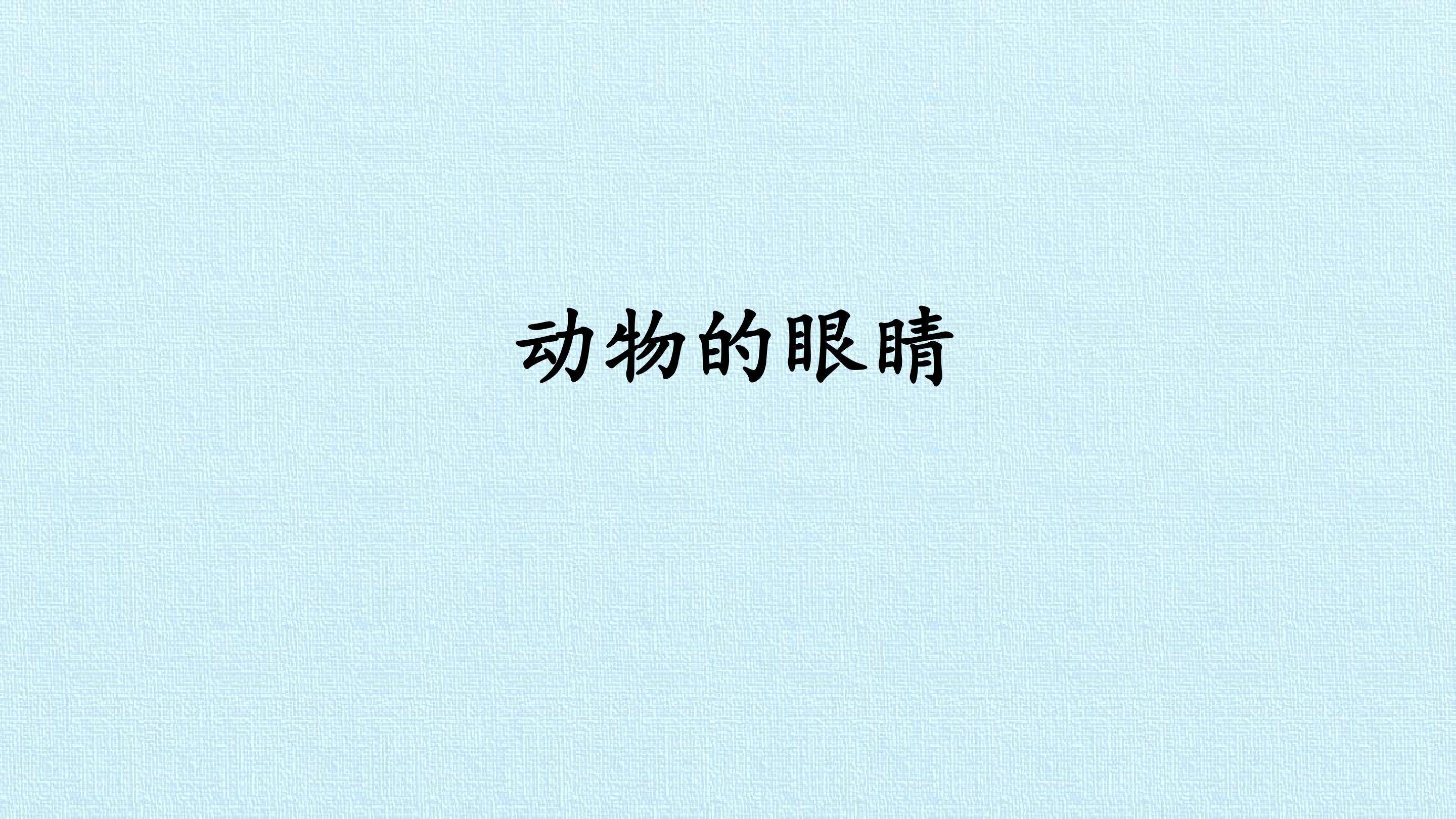 动物的眼睛