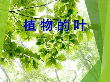 植物的叶_课件1