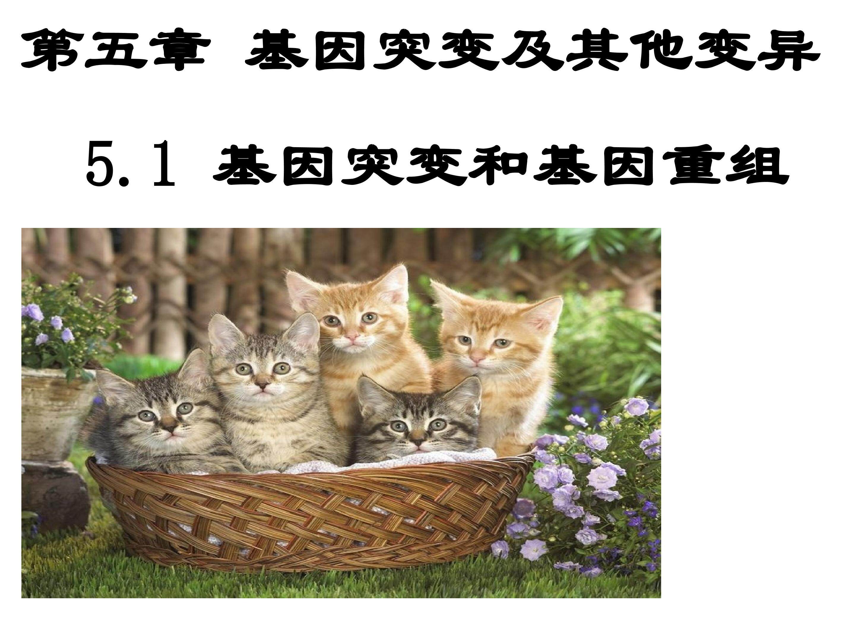 基因突变