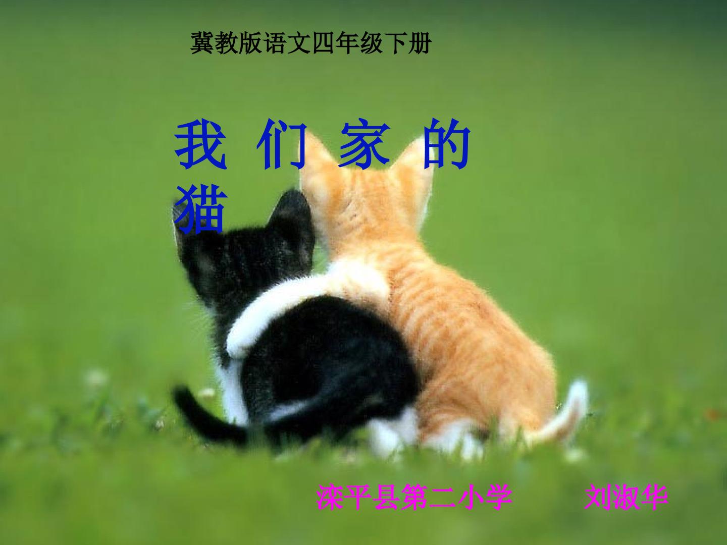 6. 我们家的猫