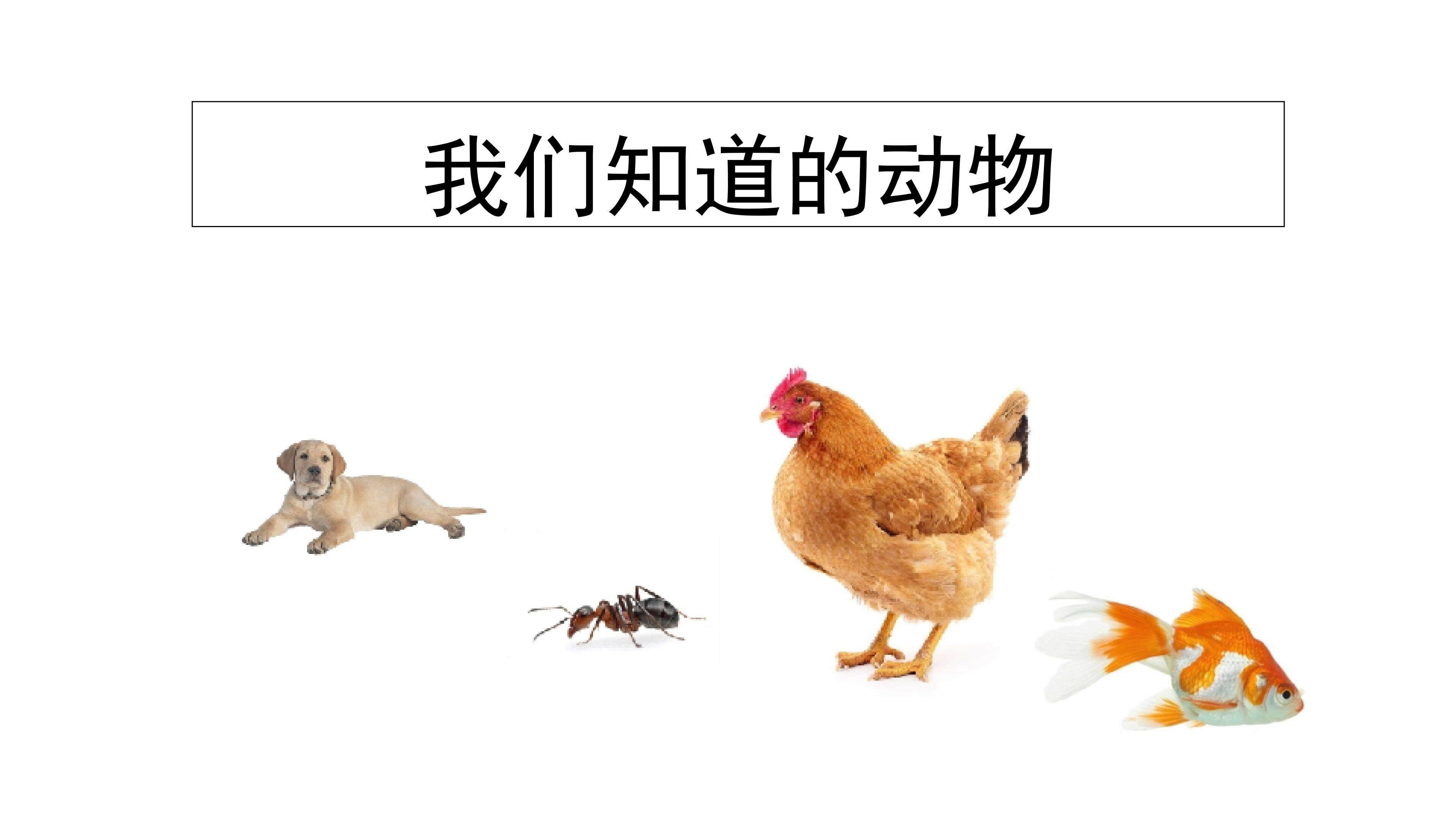 我们知道的动物