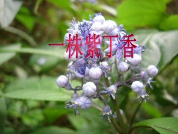 一株紫丁香_课件2