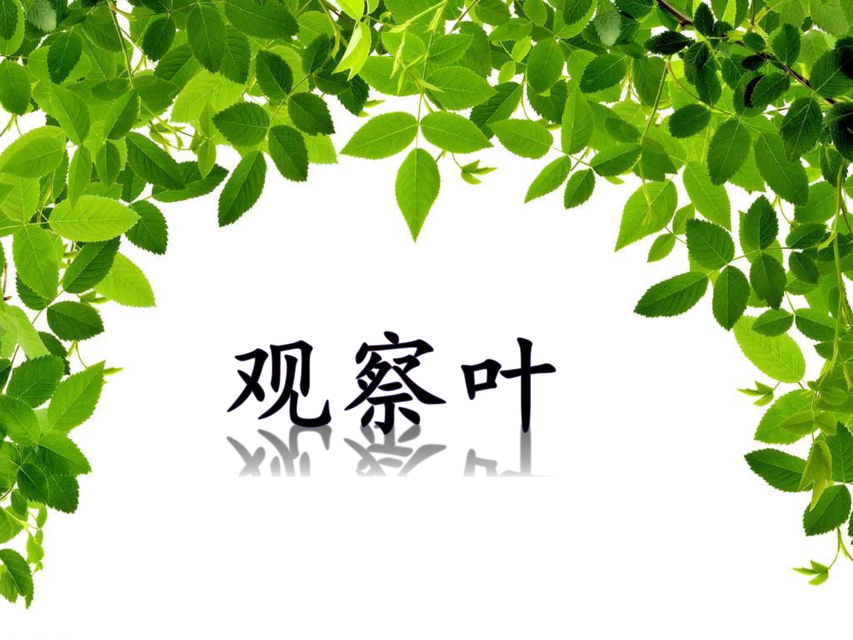 观察叶