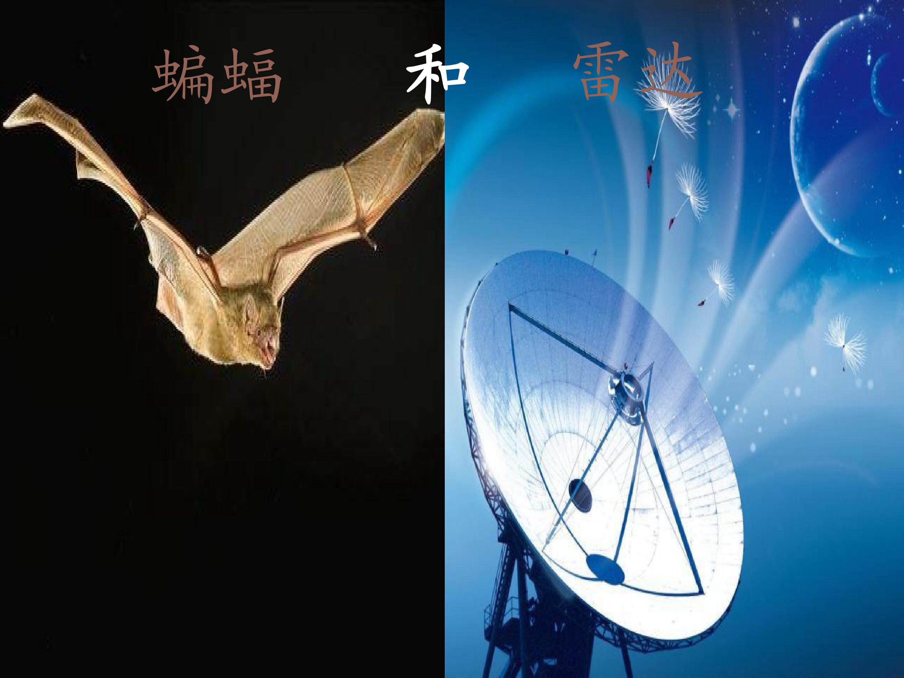 蝙蝠和雷达