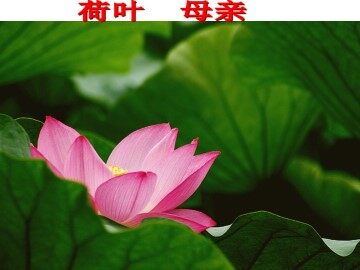 荷叶·母亲_课件4