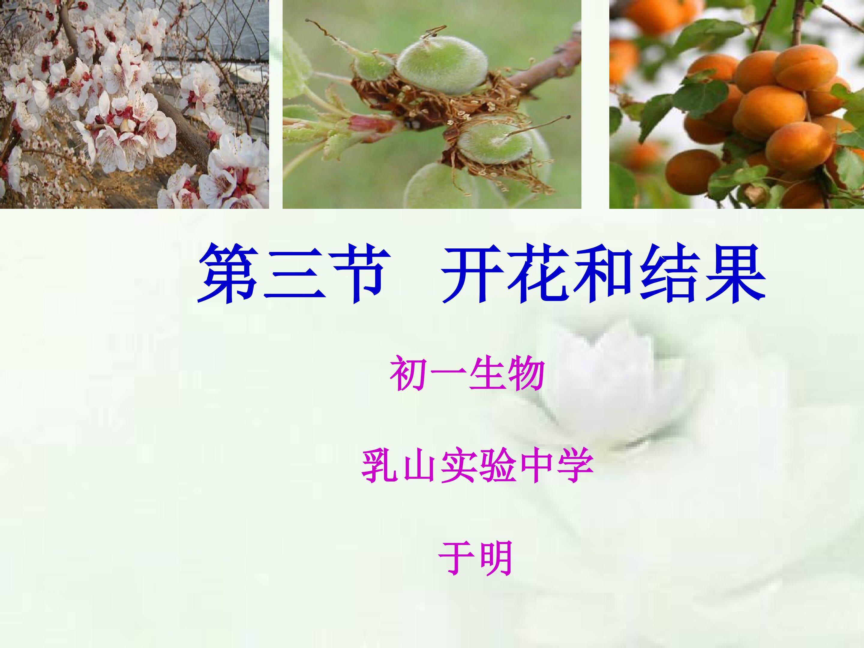 《开花和结果》