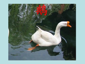 鹅_课件1
