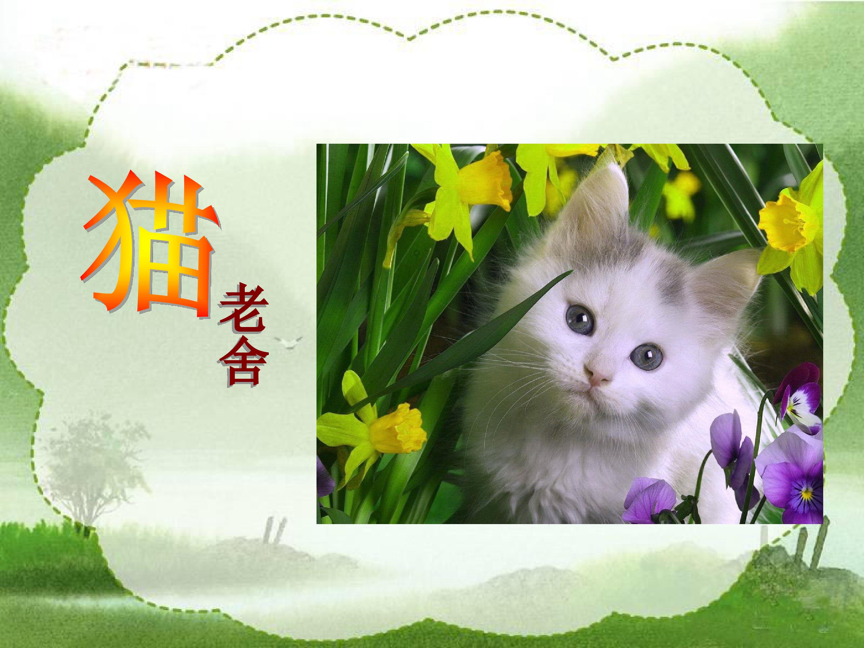猫