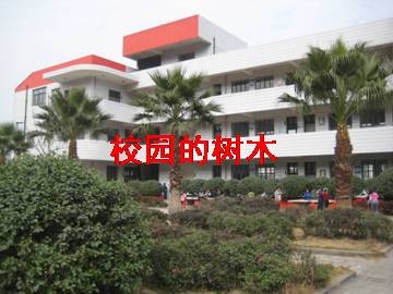 校园的树木_课件1