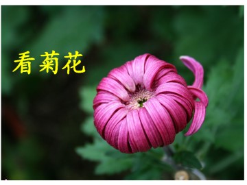 看菊花_课件1