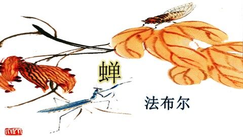 19* 蝉