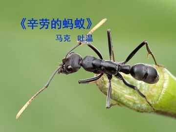 辛劳的蚂蚁_课件1