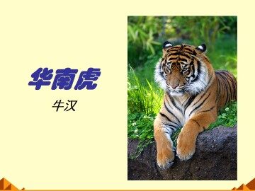华南虎_课件9