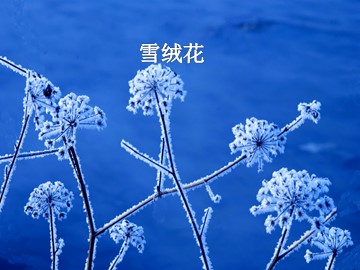 《雪绒花》_课件1