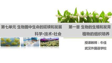 植物的组织培养课件
