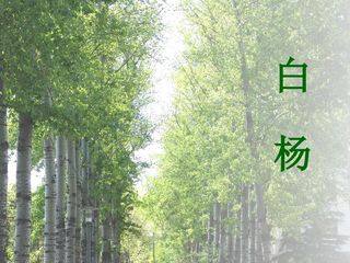 14 白杨