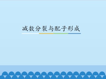 减数分裂与配子形成_课件1