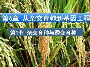 与生物学有关的职业  育种工作者