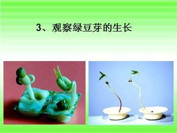 《观察绿豆芽的生长》课件2