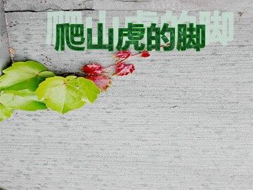 6 爬山虎的脚