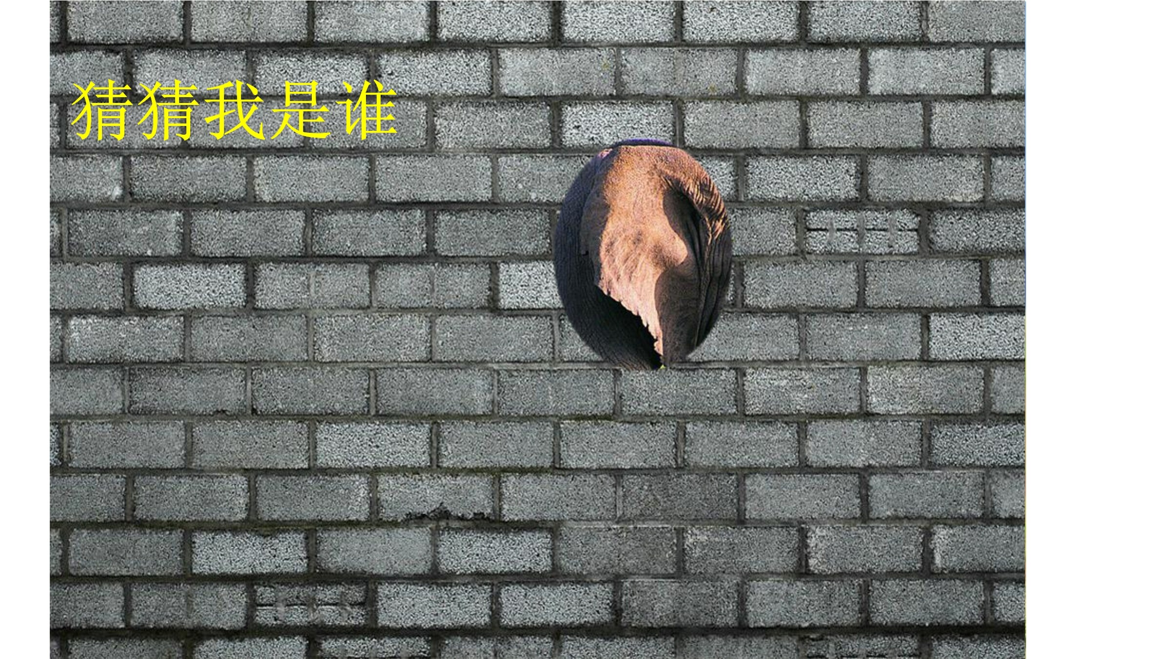 大象的耳朵