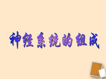 神经系统的组成_课件4