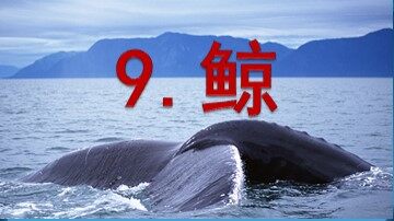 9 鲸